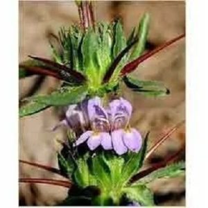 Asteracantha longifolia (Kokilaksha) raw botanical material