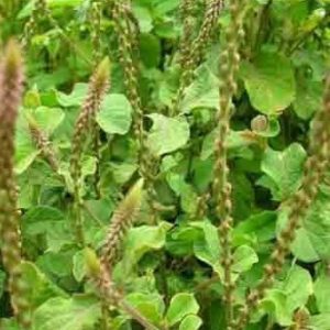 Achyranthes aspera (Apamarga) raw botanical material