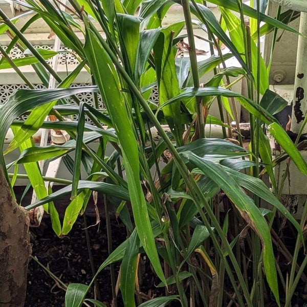 Alpinia galanga (Kulinjan), greater galangal, showing its broad leaves and stems.