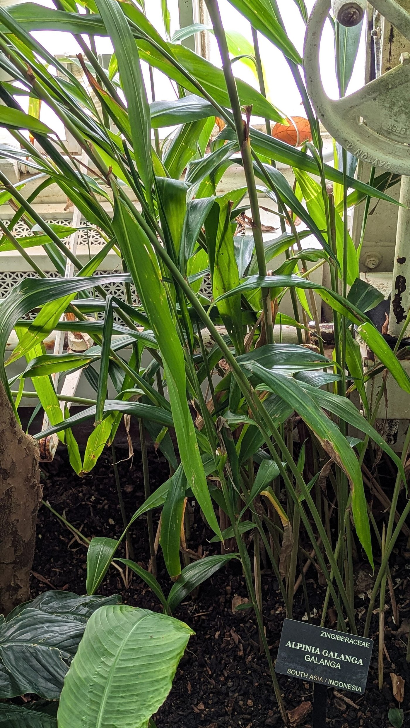 Alpinia galanga (Kulinjan), greater galangal, showing its broad leaves and stems.