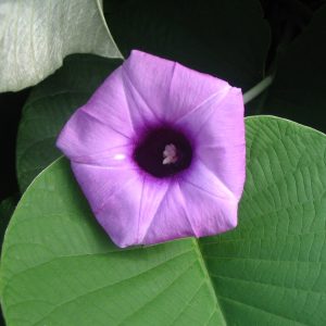 Argyreia nervosa (Vridhadaru), showing the large heart-shaped leaves and purple funnel flowers of the elephant creeper.