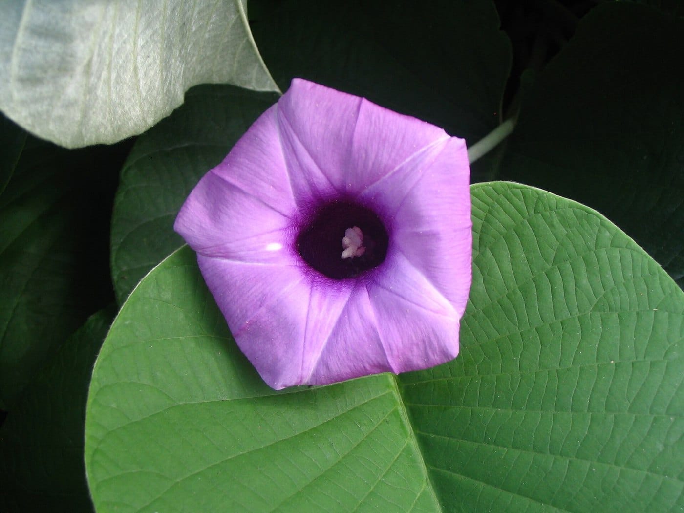 Argyreia nervosa (Vridhadaru), showing the large heart-shaped leaves and purple funnel flowers of the elephant creeper.