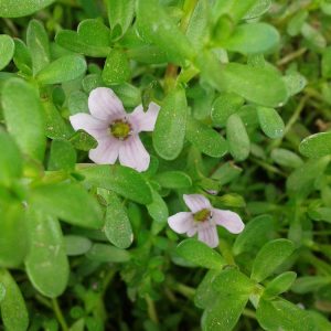 Bacopa monnieri (Nir Brahmi) in flower, showing the small succulent leaves and pale blooms.