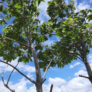 Bombax ceiba (Shalmali), the red silk cotton tree in flower.