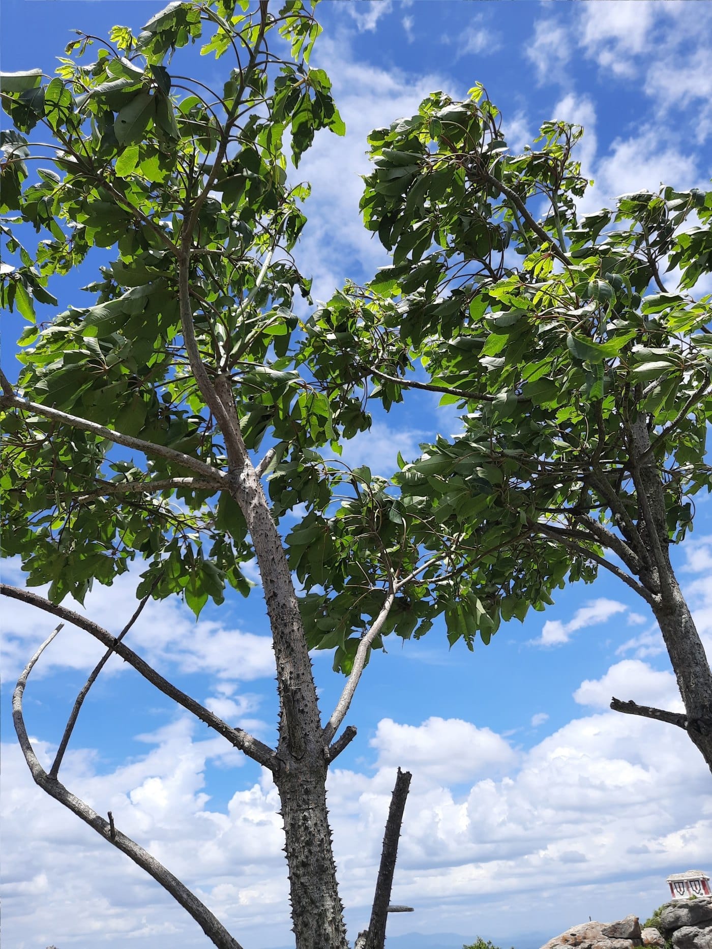 Bombax malabaricum (Shalmali), the red silk cotton tree in flower.