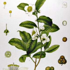 Botanical plate of Camellia sinensis, the tea plant, showing leaves, flower and seed.
