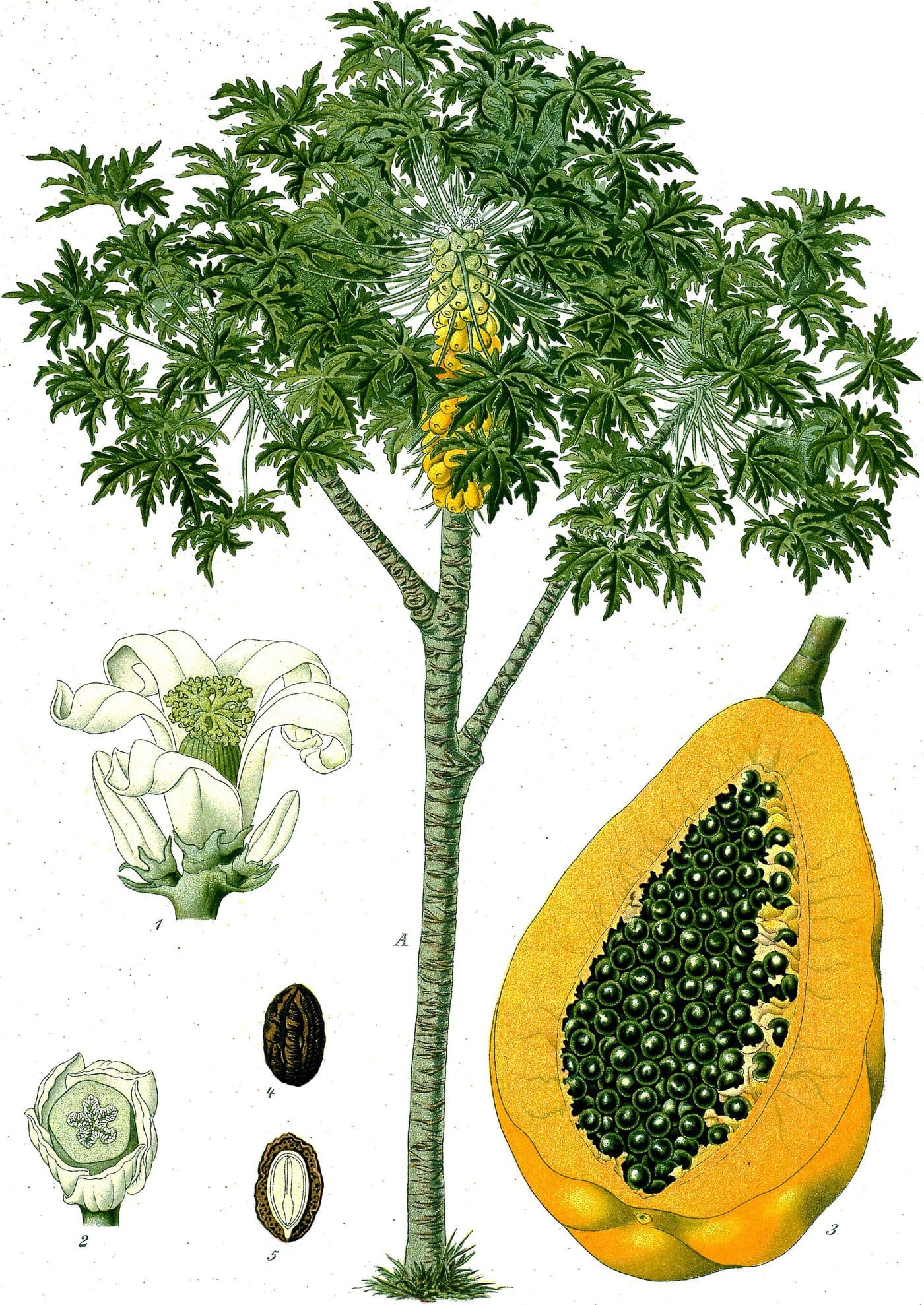 Botanical plate of Carica papaya, showing the tree, flowers and a fruit in section.