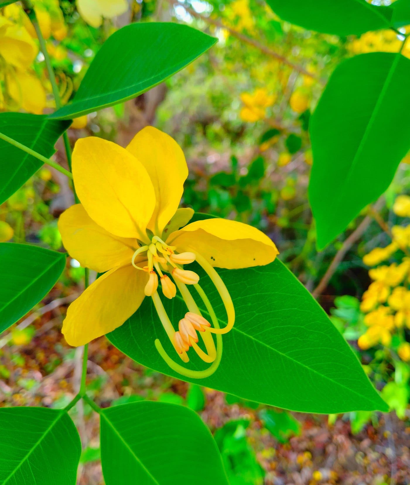 Cassia fistula (Amaltas), golden shower tree, in flower.