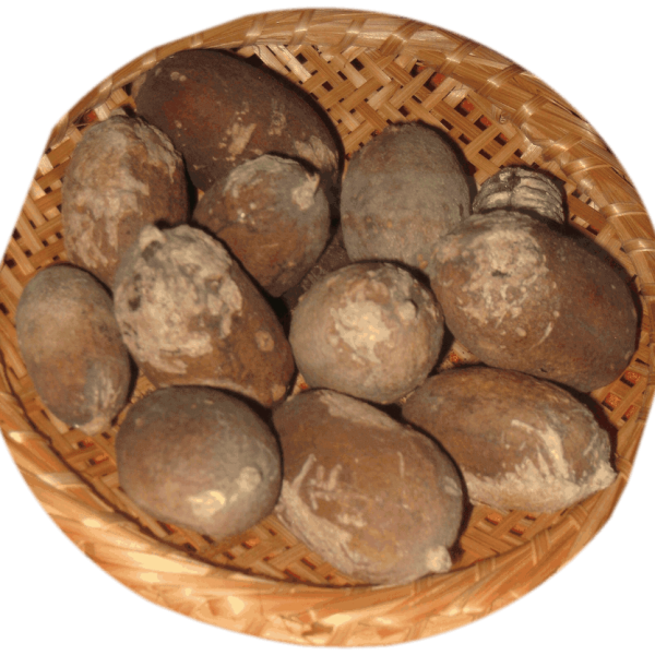 Dried fruits of Catunaregam spinosa (Mainphal), formerly Randia dumetorum, in a woven basket.