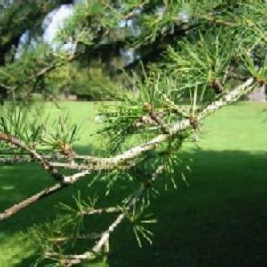 Cedrus deodara (Deodaru) raw botanical material
