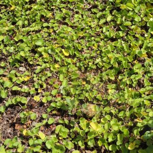 Centella asiatica (Mandukparni), gotu kola, showing its round scalloped leaves.