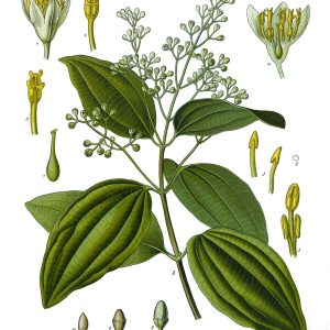 Botanical plate of Cinnamomum verum (Dalchini), cinnamon, showing bark, leaves and flowers.
