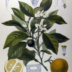 Botanical plate of Citrus aurantium, bitter orange, showing leaves, flower and fruit.