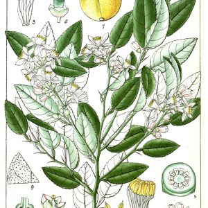 Botanical plate of Citrus limon, lemon, showing the flowering branch and fruit.