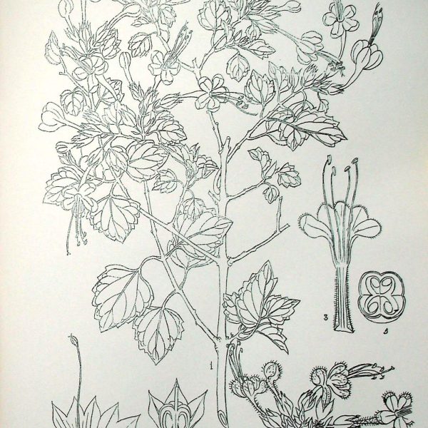 Botanical plate of Clerodendrum phlomidis (Arni), showing flowering branches, leaves and floral detail.