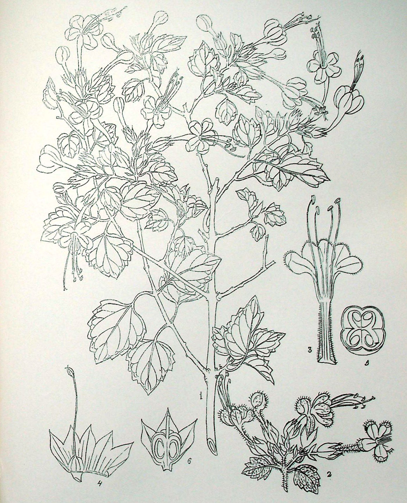 Botanical plate of Clerodendrum phlomidis (Arni), showing flowering branches, leaves and floral detail.