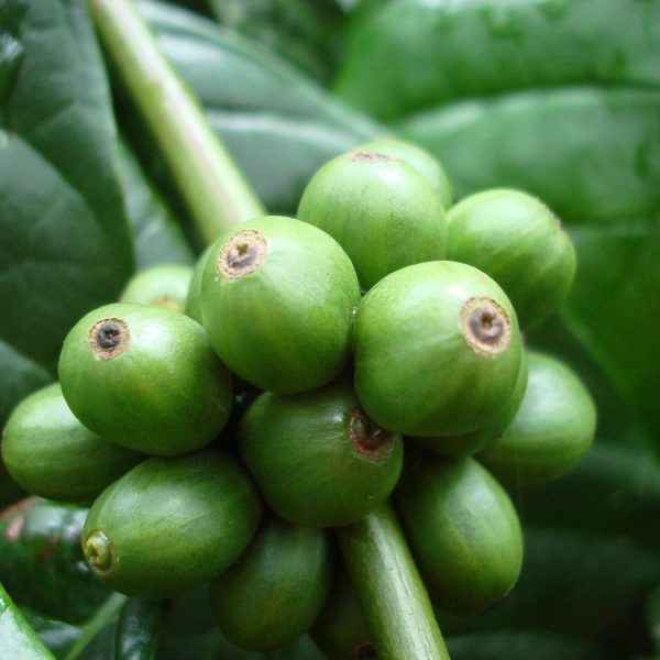 Green coffee berries on the branch, Coffea canephora.