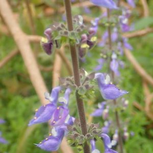 Coleus forskohlii (Plectranthus barbatus) in flower, showing the blue-purple blooms on an upright spike.
