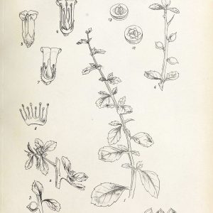 Botanical plate of Commiphora wightii (Guggul), showing the branches, leaves and fruit of the guggul shrub.