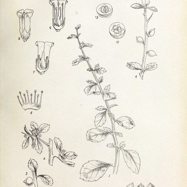 Botanical plate of Commiphora wightii (Guggul), showing the branches, leaves and fruit of the guggul shrub.