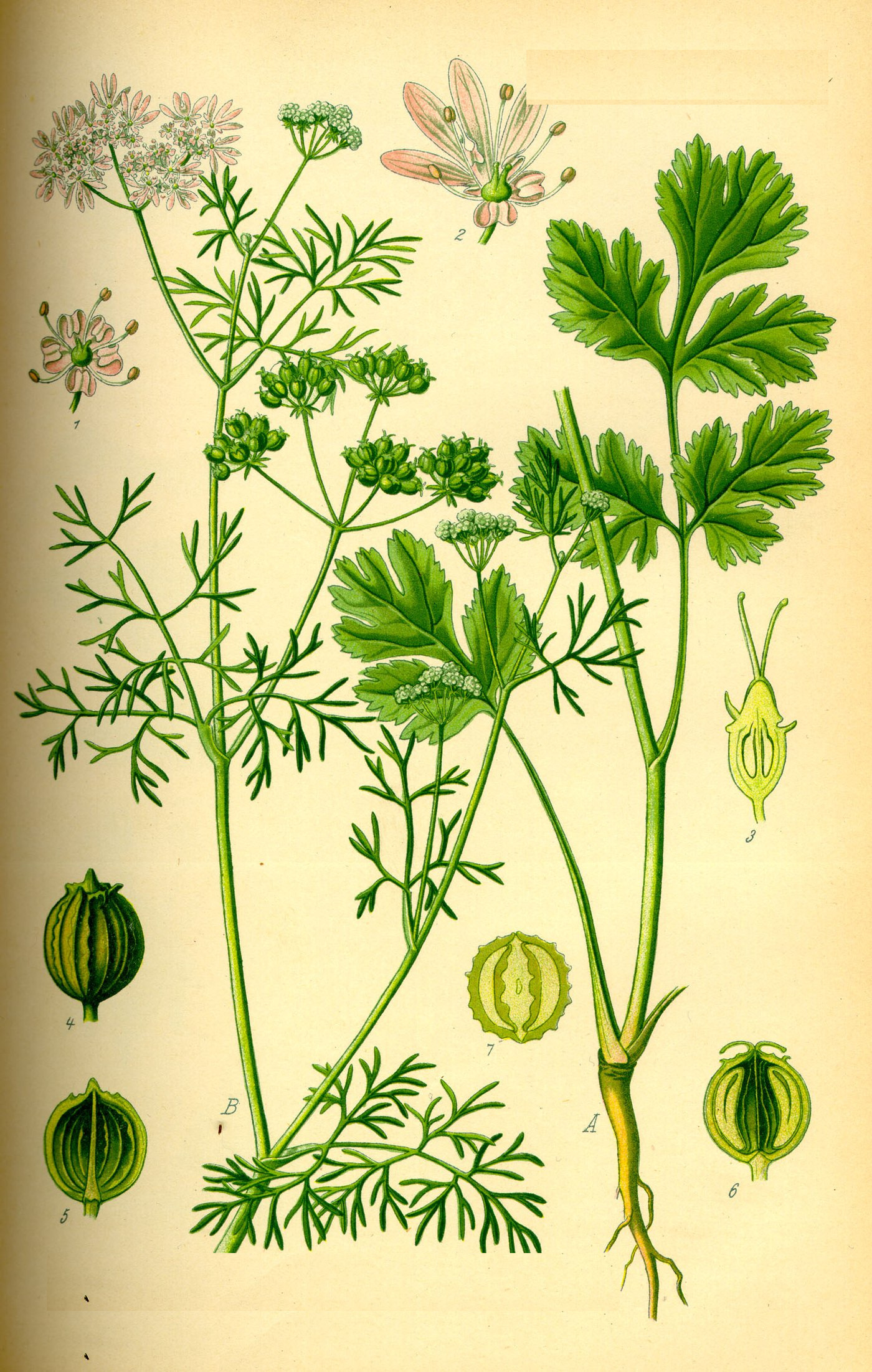 Botanical plate of Coriandrum sativum (Dhania), coriander, showing leaves, flowers and seeds.
