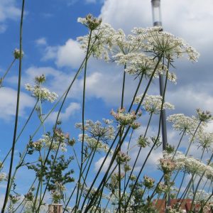 Daucus carota, the wild carrot, showing its flat white flower umbel.