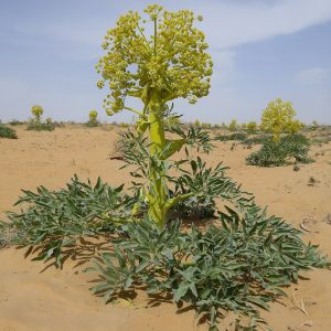 Ferula assa-foetida (Hing) growing in its native desert habitat.