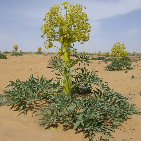 Ferula assa-foetida (Hing) growing in its native desert habitat.