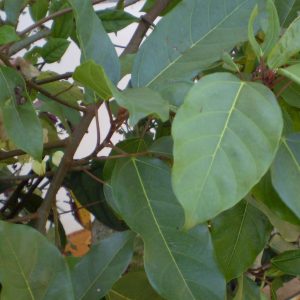 Ficus racemosa (Gular), formerly Ficus glomerata, showing leaves and clustered figs.