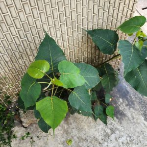 Ficus religiosa (Peepal), showing its distinctive heart-shaped leaves with drawn-out tips.