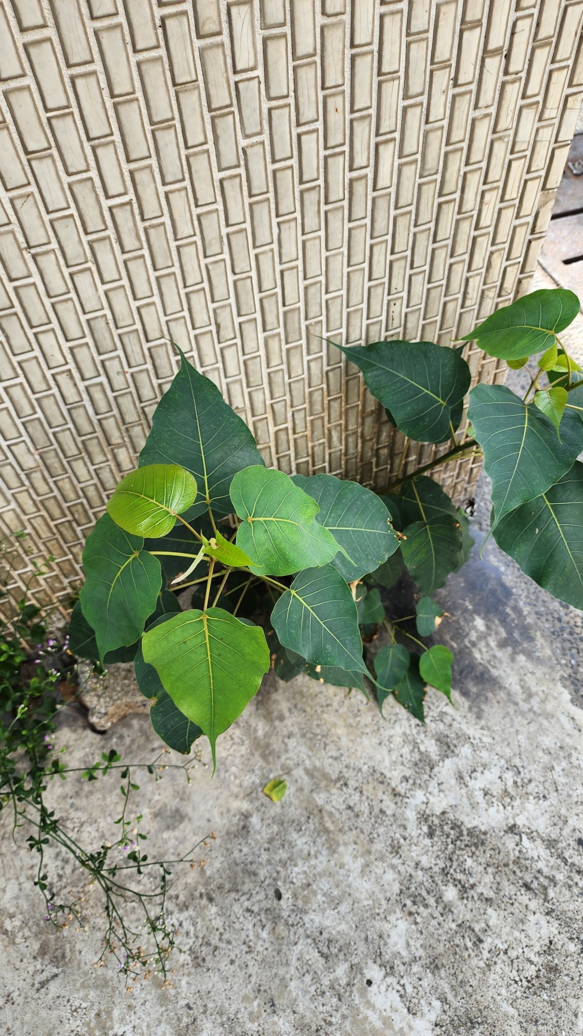 Ficus religiosa (Peepal), showing its distinctive heart-shaped leaves with drawn-out tips.