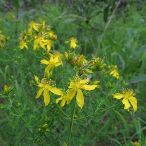 Hypericum perforatum (St. John's Wort) in flower, showing the yellow blooms and flowering tops.