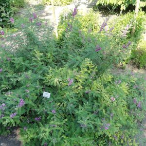 Indigofera tinctoria (Neeli), true indigo, growing in a botanical collection.