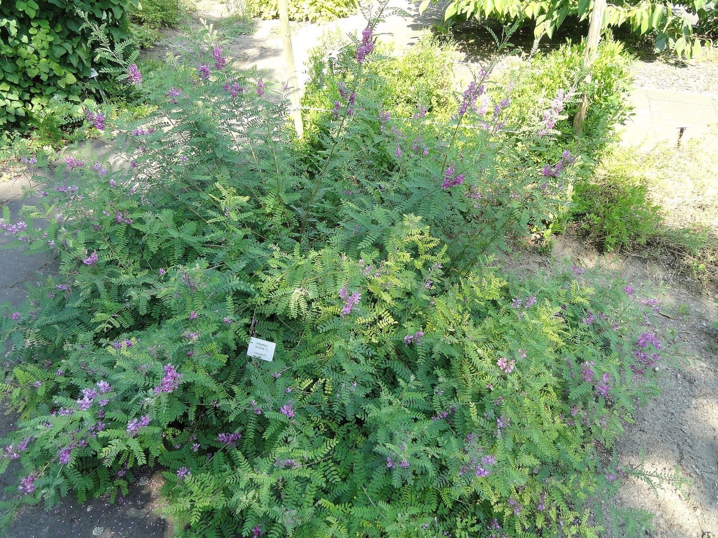 Indigofera tinctoria (Neeli), true indigo, growing in a botanical collection.