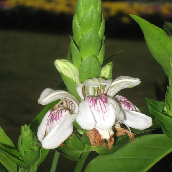 Justicia adhatoda (Vasaka), formerly Adhatoda vasica, showing its white flowers and leaves.