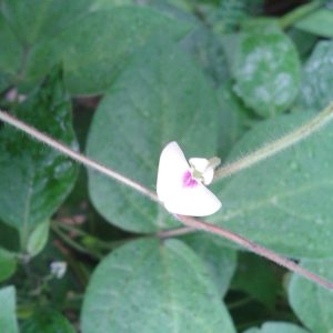 Macrotyloma uniflorum (Kulthi), horse gram seeds.