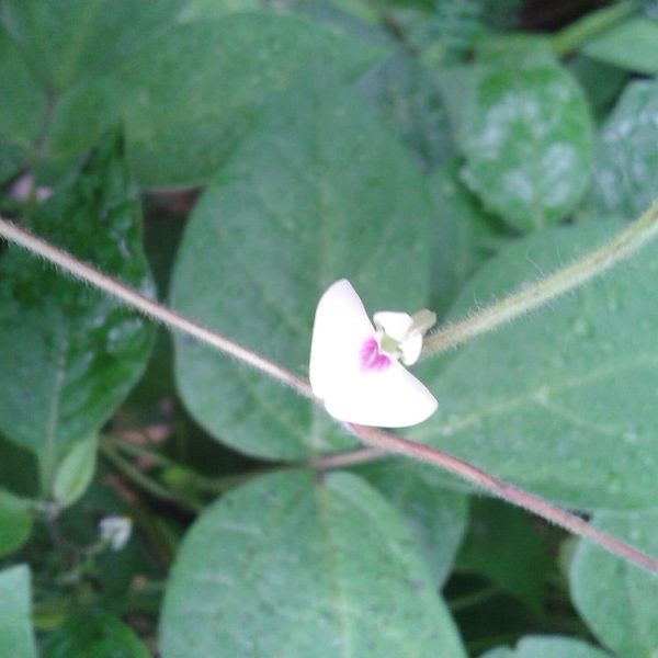 Macrotyloma uniflorum (Kulthi), horse gram seeds.