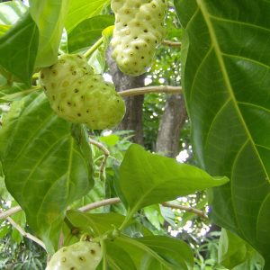 Noni fruit, Morinda citrifolia, ripening on the branch.