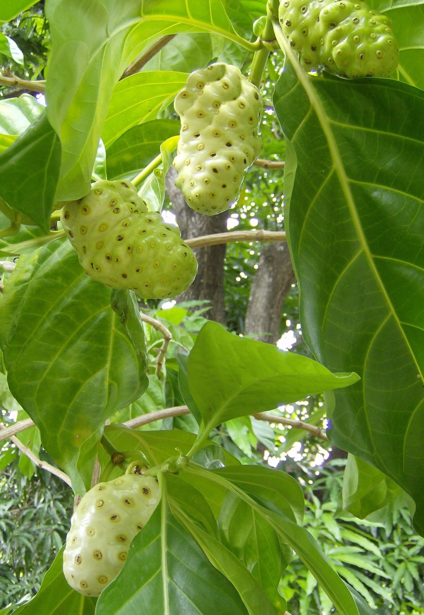 Noni fruit, Morinda citrifolia, ripening on the branch.