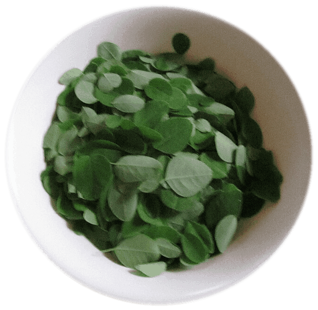 Freshly picked Moringa oleifera (Sahajan) leaves in a white bowl.