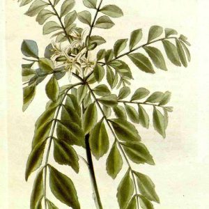 Botanical illustration of Murraya koenigii (Curry Patta), the curry leaf tree.