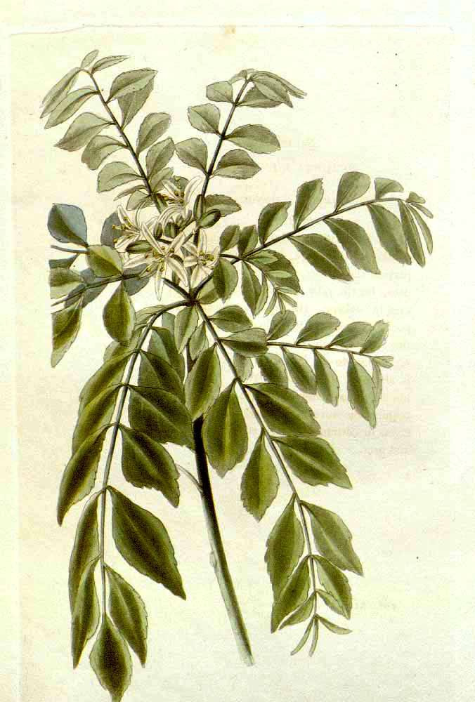 Botanical illustration of Murraya koenigii (Curry Patta), the curry leaf tree.