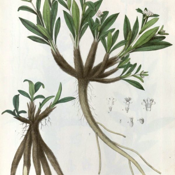 Botanical plate of Nardostachys jatamansi (Jatamansi), showing the aromatic rhizome, leaves and flower heads.