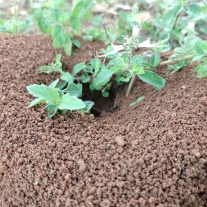 Ocimum tenuiflorum (Tulsi), holy basil, growing in Indian soil.