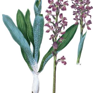 Botanical plate of Orchis mascula (Salabmisri), showing the flowering spike and tubers.