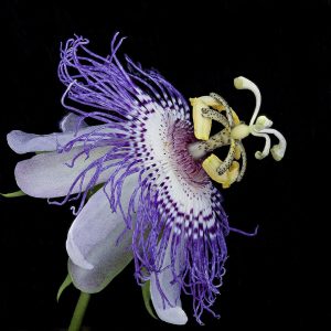 Passiflora incarnata, the passion flower, in bloom.