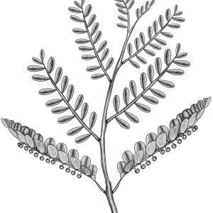 Botanical drawing of Phyllanthus niruri (Bhui Amla), showing the leaf arrangement and fruit borne beneath the leaflets.