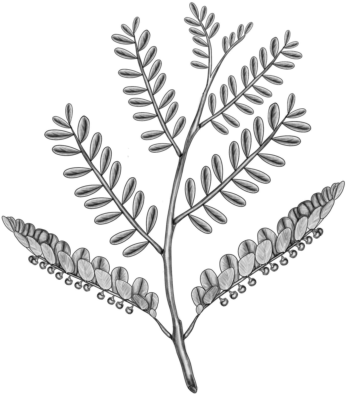 Botanical drawing of Phyllanthus niruri (Bhui Amla), showing the leaf arrangement and fruit borne beneath the leaflets.