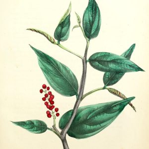 Botanical plate of Piper cubeba (Kankol), cubeb pepper, showing the leaves and fruiting spike.