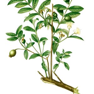 Botanical plate of Psidium guajava (Amrood), guava, showing leaves, flower and fruit.